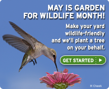 May is Garden for Wildlife month. Certify today!